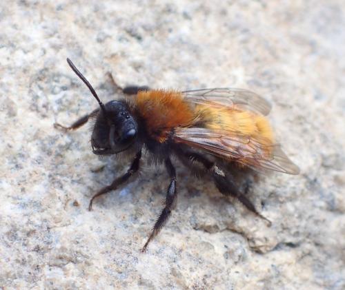 Andrena fulva
